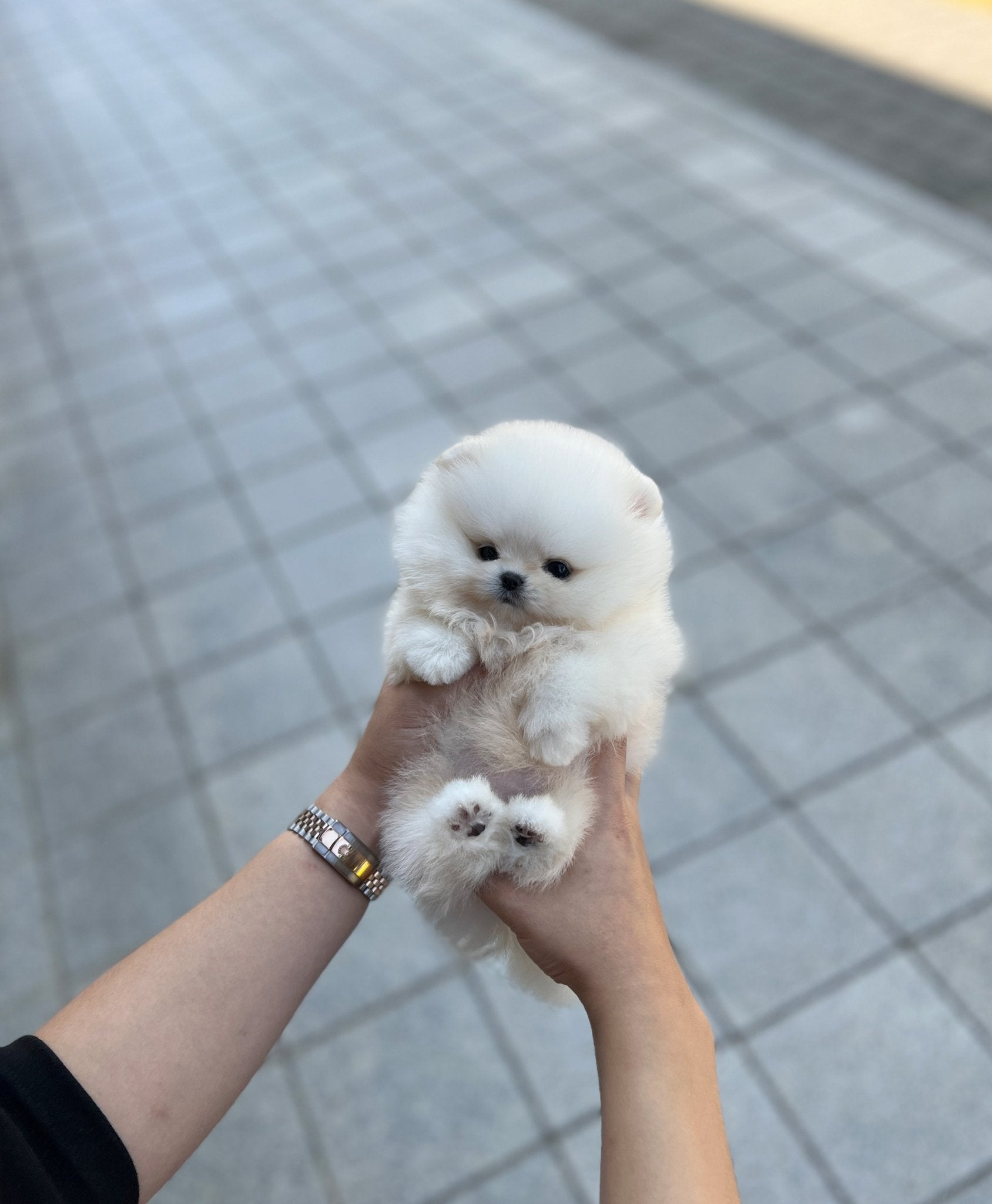 Pomeranian - Tmon(Male) - Beautiful puppy teacup puppy with adorable features available for adoption from Velydog