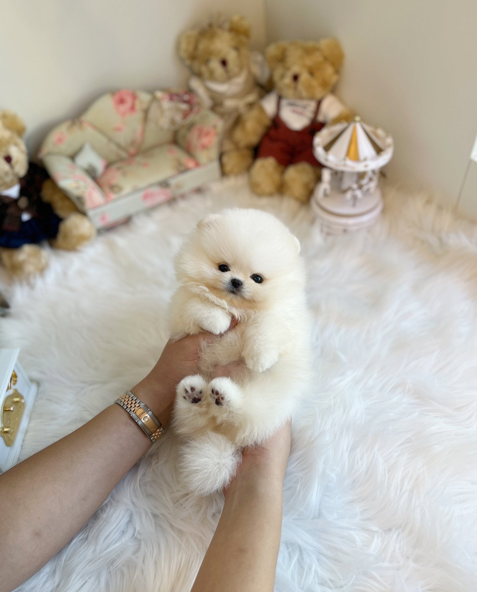 Pomeranian - Tmon(Male) - Beautiful puppy teacup puppy with adorable features available for adoption from Velydog