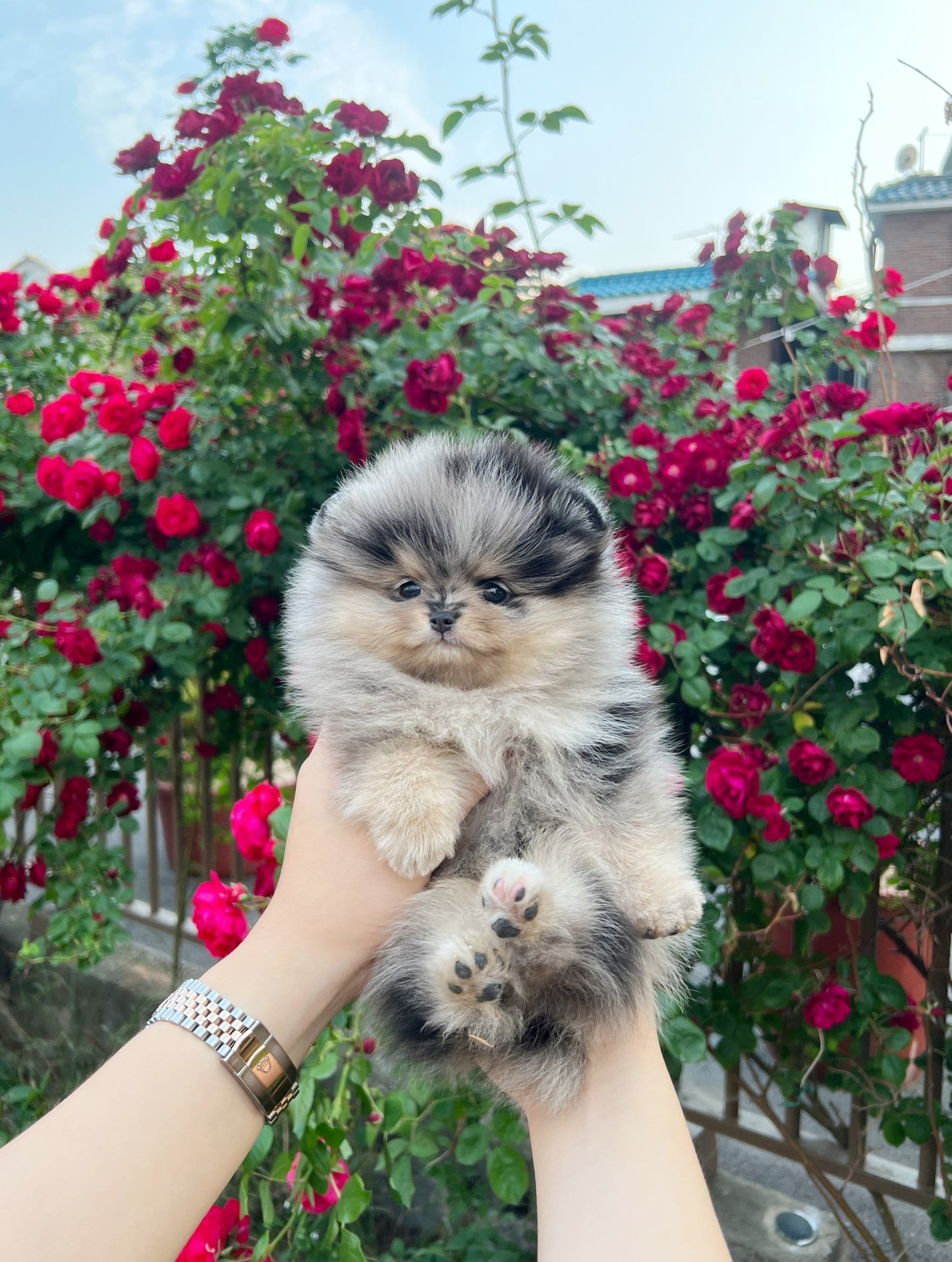 Pomeranian - Tony(Male) - Beautiful puppy teacup puppy with adorable features available for adoption from Velydog