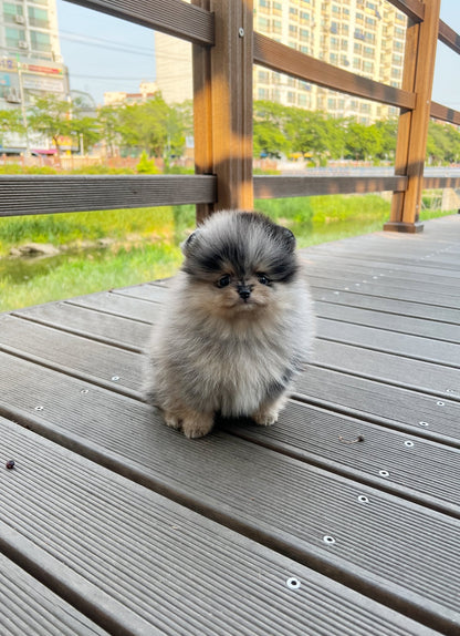 Pomeranian - Tony(Male) - Beautiful puppy teacup puppy with adorable features available for adoption from Velydog