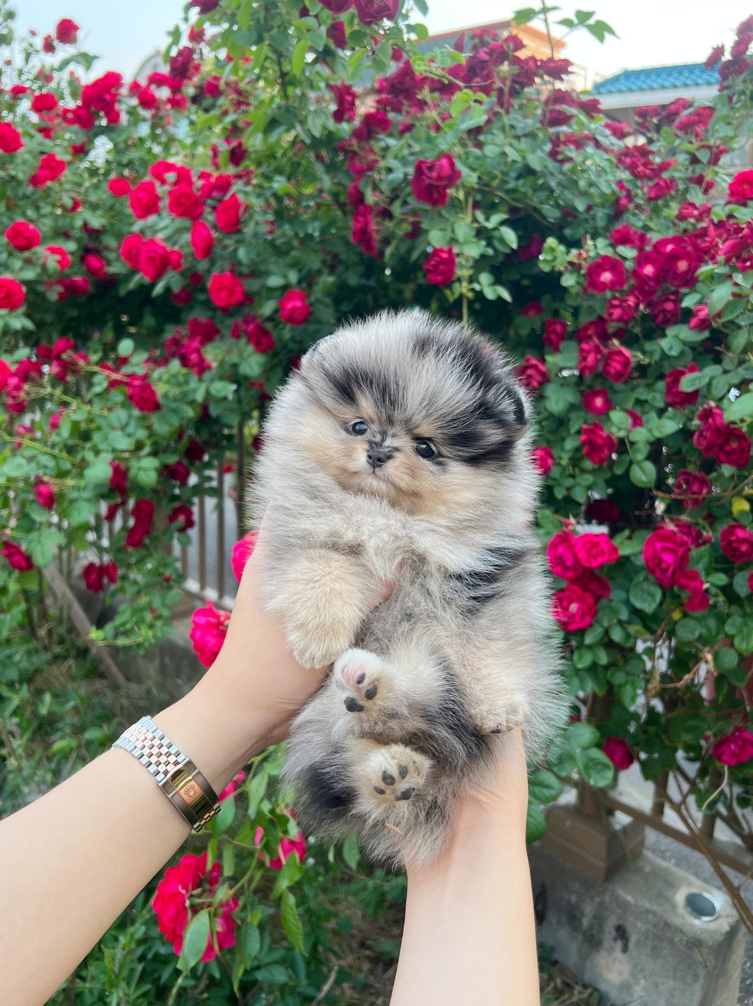 Pomeranian - Tony(Male) - Beautiful puppy teacup puppy with adorable features available for adoption from Velydog