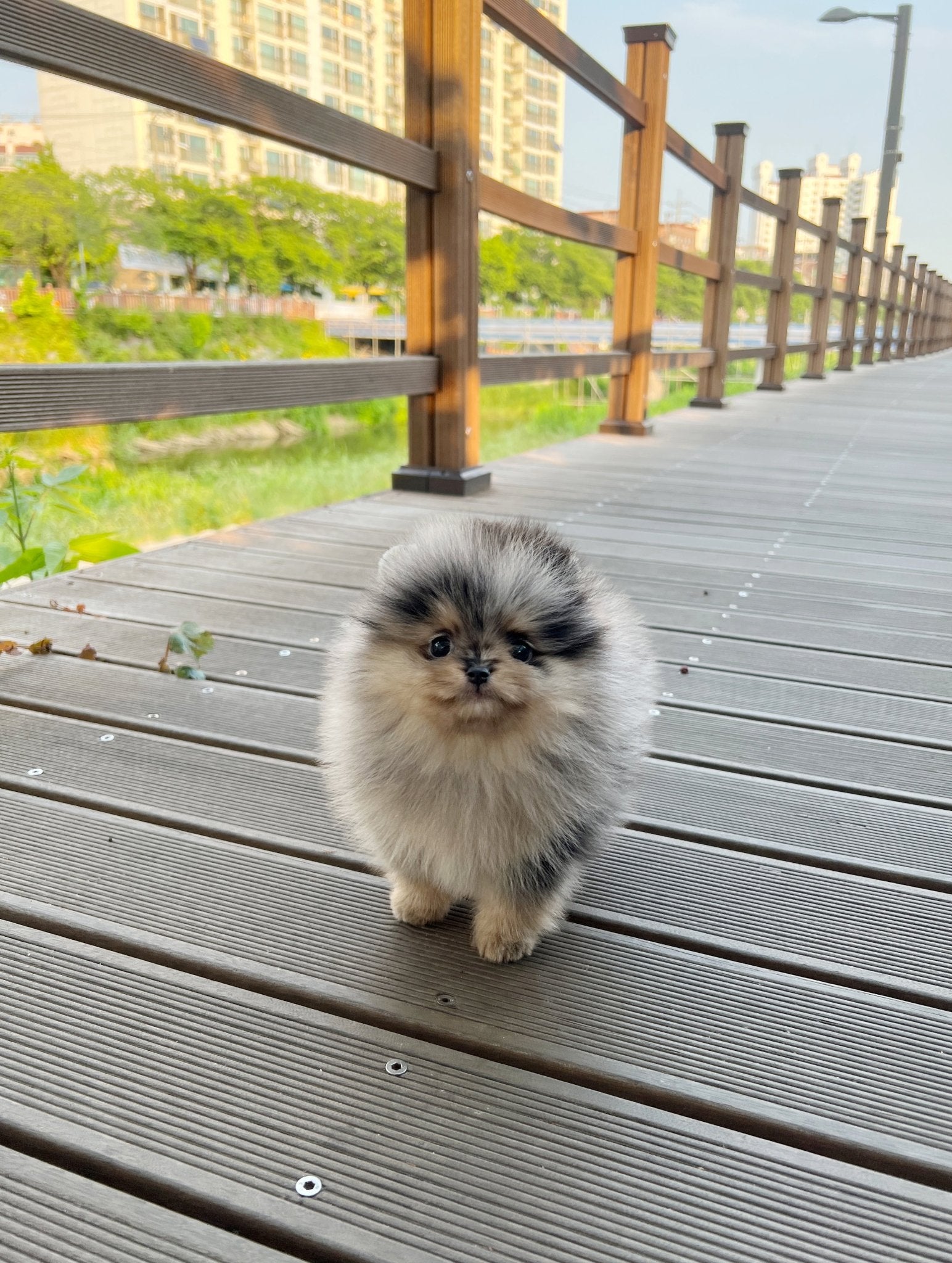 Pomeranian - Tony(Male) - Beautiful puppy teacup puppy with adorable features available for adoption from Velydog