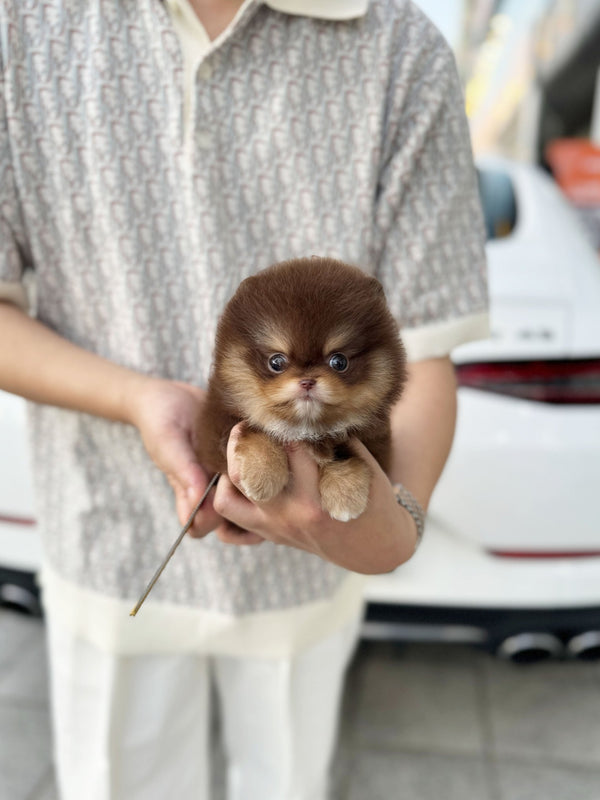 Pomeranian - Tory(Male) - Beautiful puppy teacup puppy with adorable features available for adoption from Velydog