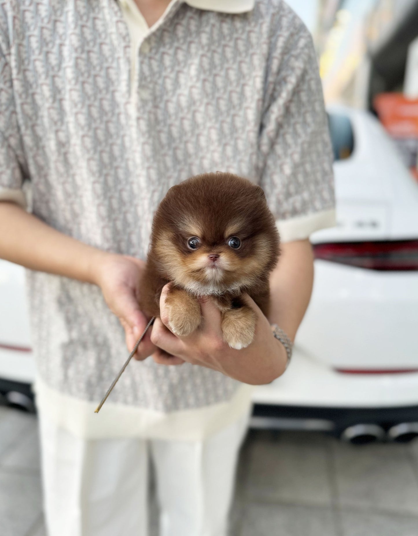 Pomeranian - Tory(Male) - Beautiful puppy teacup puppy with adorable features available for adoption from Velydog