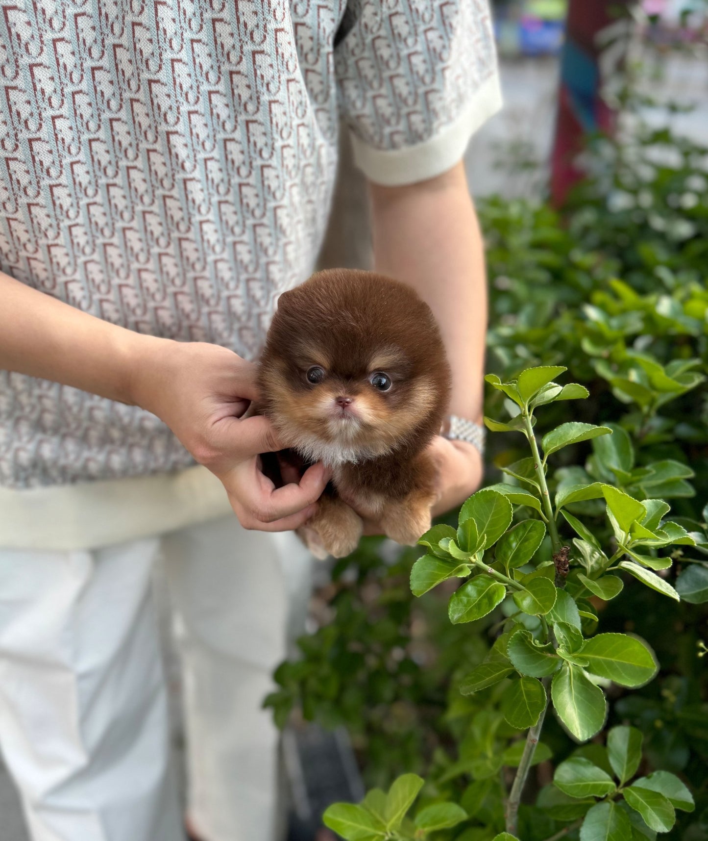 Pomeranian - Tory(Male) - Beautiful puppy teacup puppy with adorable features available for adoption from Velydog