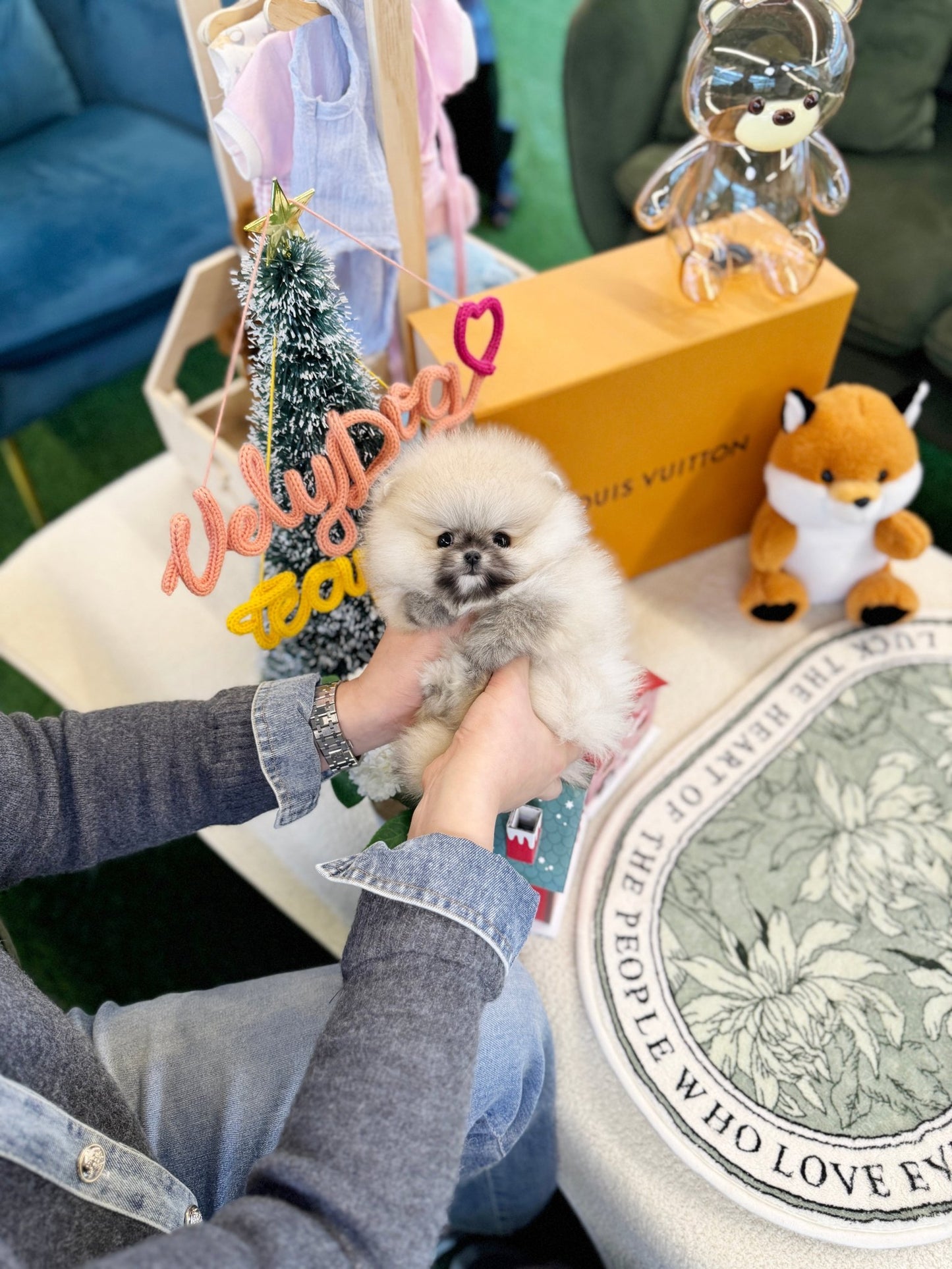 Pomeranian - Vanilla(Female) - Beautiful puppy teacup puppy with adorable features available for adoption from Velydog