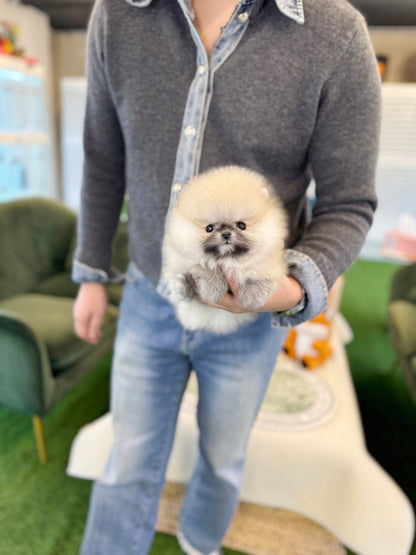 Pomeranian - Vanilla(Female) - Beautiful puppy teacup puppy with adorable features available for adoption from Velydog