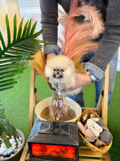 Pomeranian - Vanilla(Female) - Beautiful puppy teacup puppy with adorable features available for adoption from Velydog