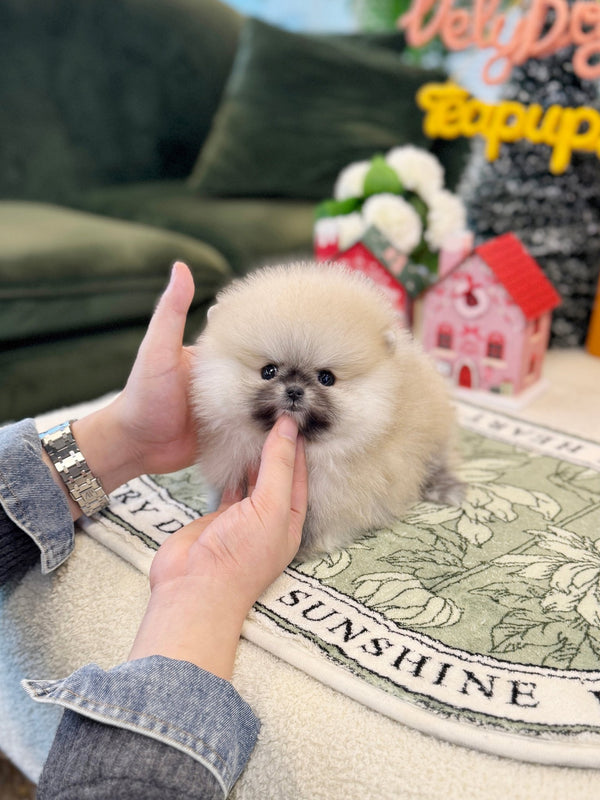 Pomeranian - Vanilla(Female) - Beautiful puppy teacup puppy with adorable features available for adoption from Velydog