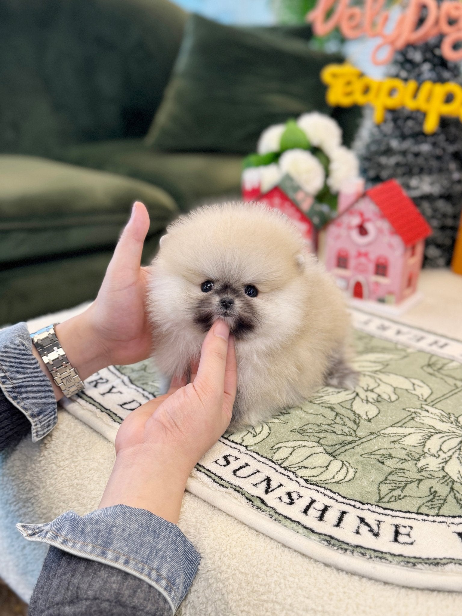 Pomeranian - Vanilla(Female) - Beautiful puppy teacup puppy with adorable features available for adoption from Velydog