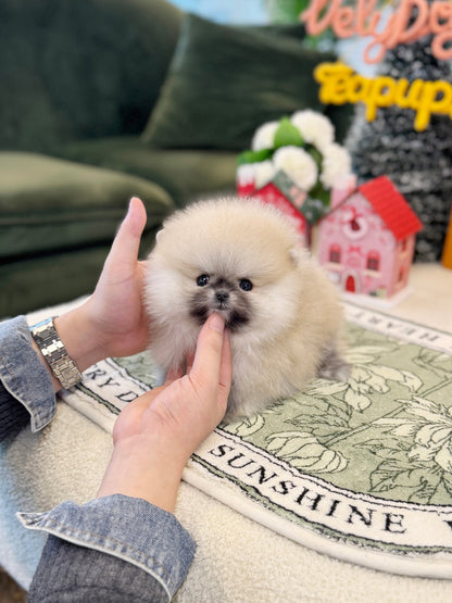 Pomeranian - Vanilla(Female) - Beautiful puppy teacup puppy with adorable features available for adoption from Velydog