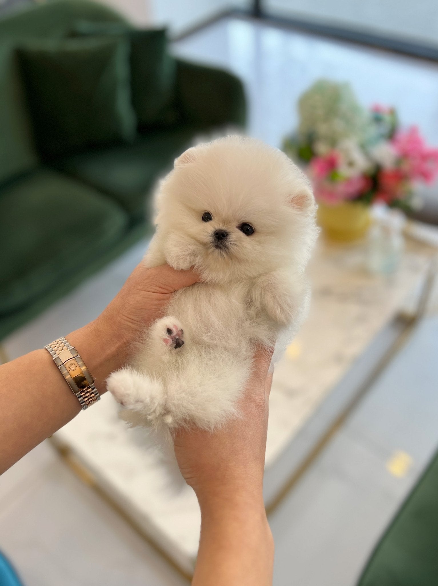 Pomeranian - Winter - Beautiful puppy teacup puppy with adorable features available for adoption from Velydog