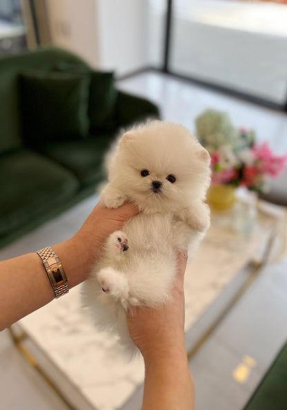 Pomeranian - Winter - Beautiful puppy teacup puppy with adorable features available for adoption from Velydog