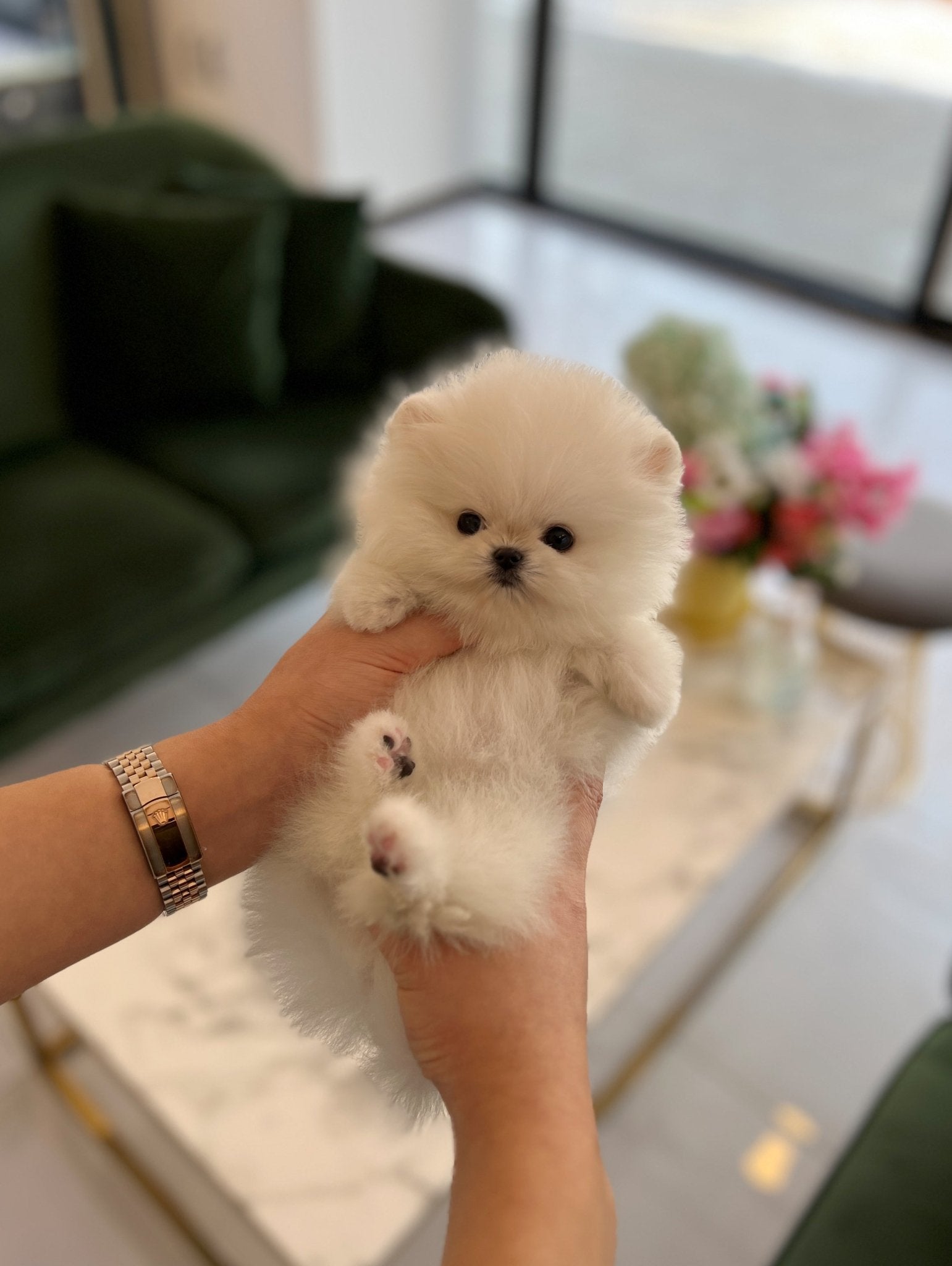 Pomeranian - Winter - Beautiful puppy teacup puppy with adorable features available for adoption from Velydog