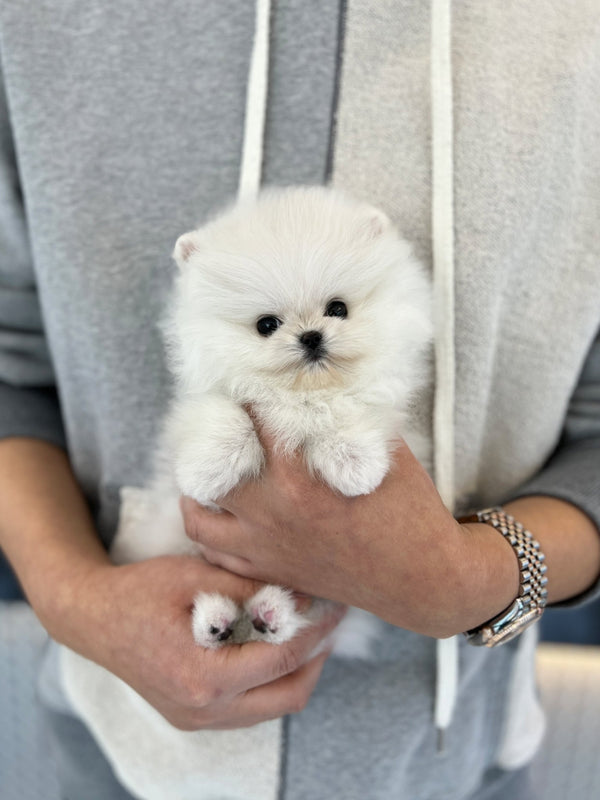 Pomeranian - Winter - Beautiful puppy teacup puppy with adorable features available for adoption from Velydog
