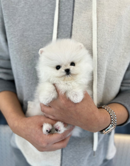 Pomeranian - Winter - Beautiful puppy teacup puppy with adorable features available for adoption from Velydog