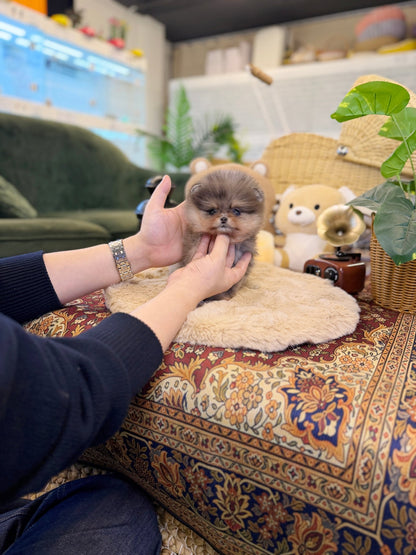 Pomeranian - Yamyam(Female) - Beautiful puppy teacup puppy with adorable features available for adoption from Velydog