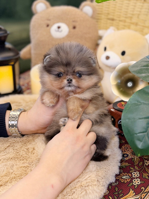 Pomeranian - Yamyam(Female) - Beautiful puppy teacup puppy with adorable features available for adoption from Velydog