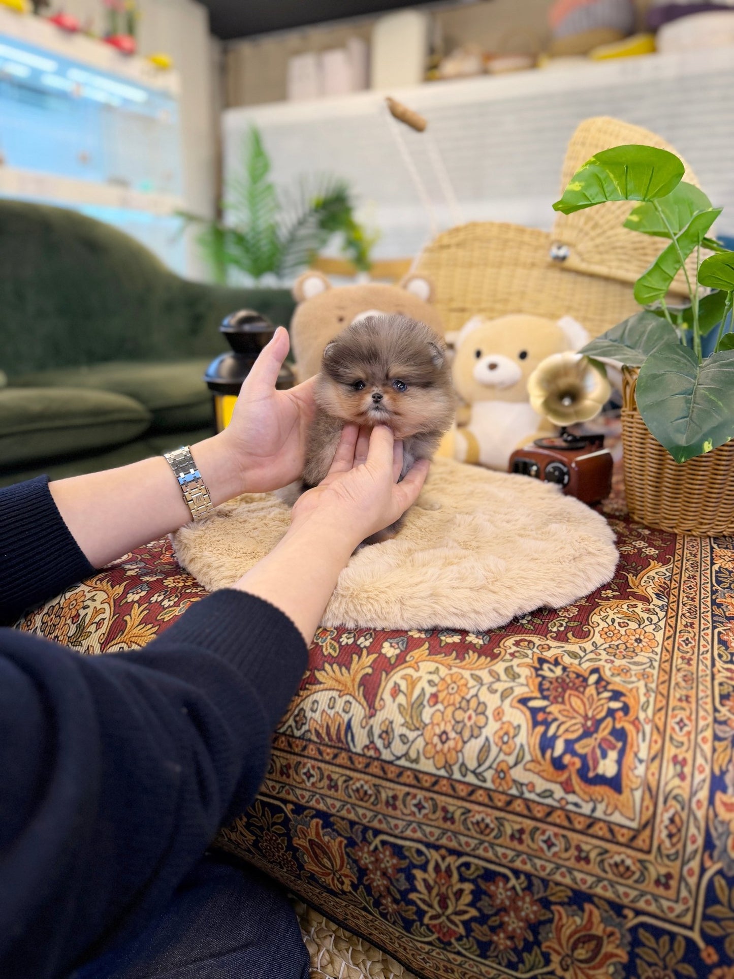 Pomeranian - Yamyam(Female) - Beautiful puppy teacup puppy with adorable features available for adoption from Velydog