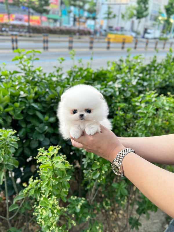 Pomeranian - Yogi(Female) - Beautiful puppy teacup puppy with adorable features available for adoption from Velydog