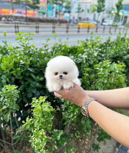 Pomeranian - Yogi(Female) - Beautiful puppy teacup puppy with adorable features available for adoption from Velydog