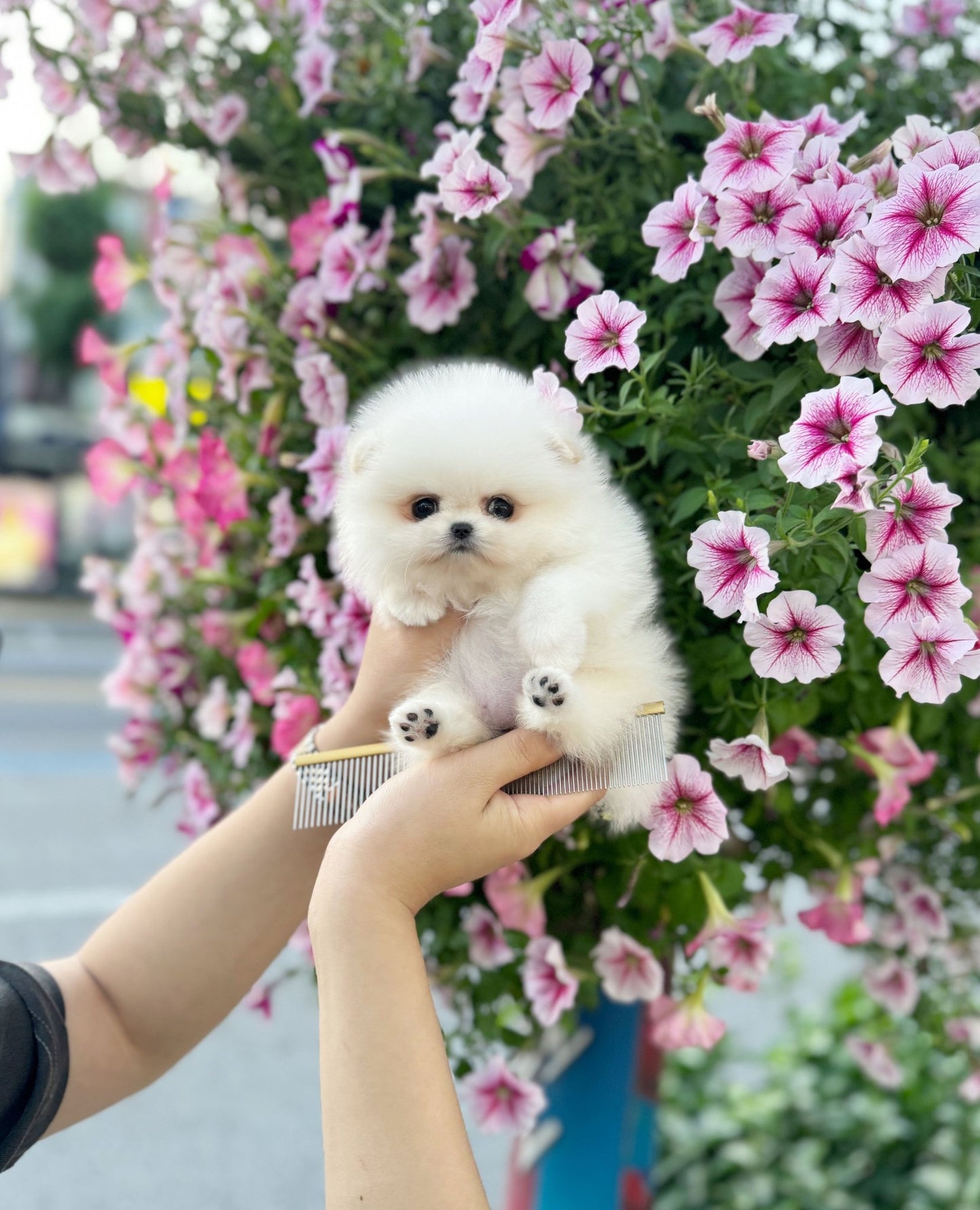 Pomeranian - Yogi(Female) - Beautiful puppy teacup puppy with adorable features available for adoption from Velydog