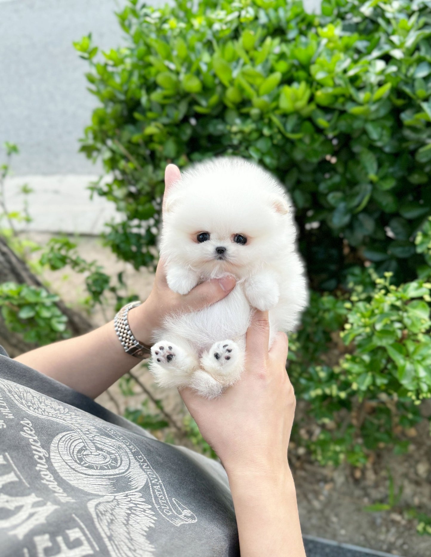 Pomeranian - Yogi(Female) - Beautiful puppy teacup puppy with adorable features available for adoption from Velydog