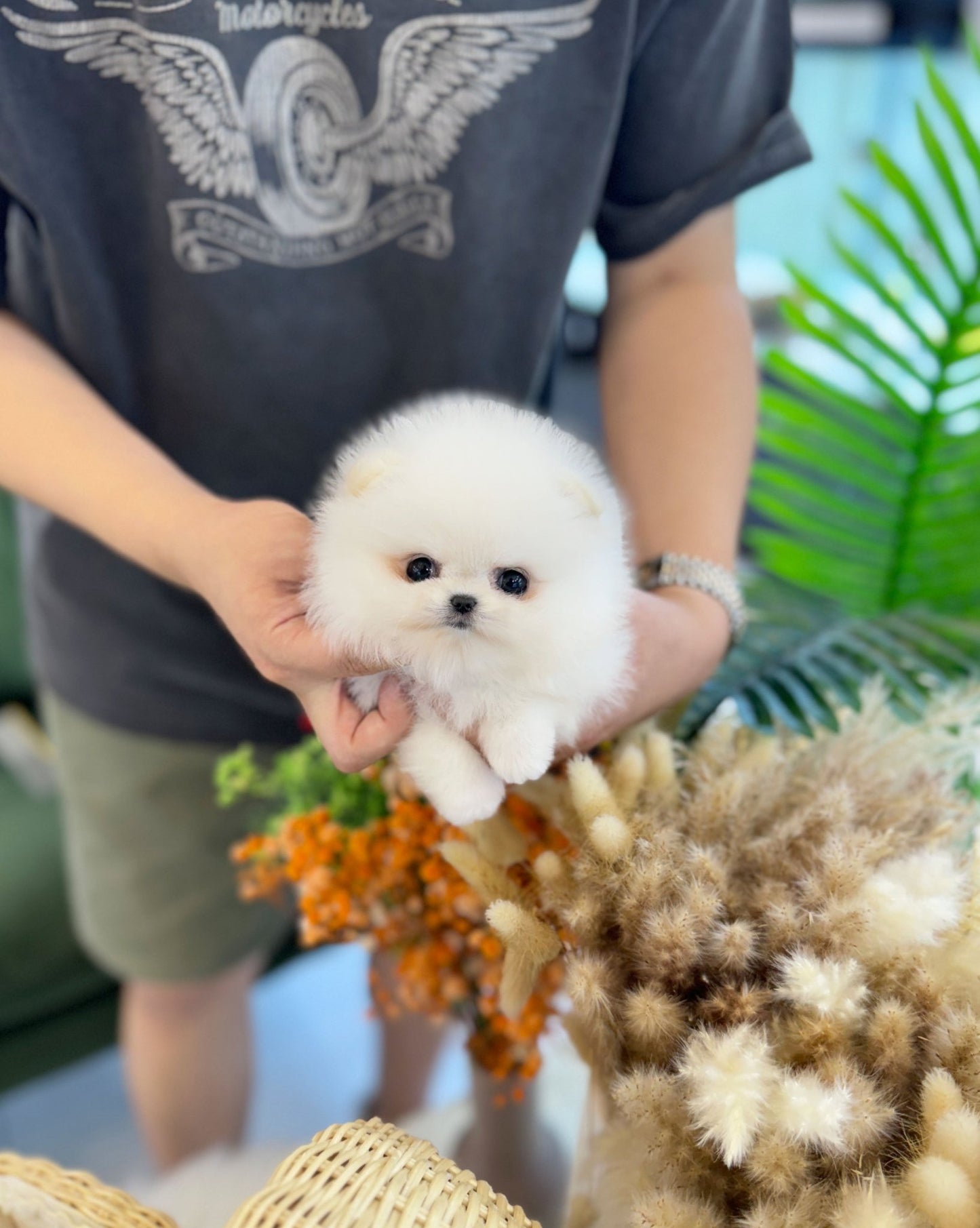 Pomeranian - Yogi(Female) - Beautiful puppy teacup puppy with adorable features available for adoption from Velydog