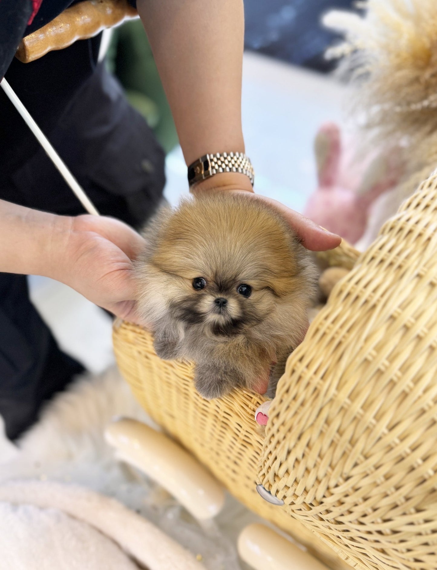 Pomeranian - Zara(Male) - Beautiful puppy teacup puppy with adorable features available for adoption from Velydog