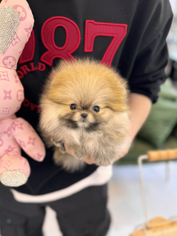Pomeranian - Zara(Male) - Beautiful puppy teacup puppy with adorable features available for adoption from Velydog