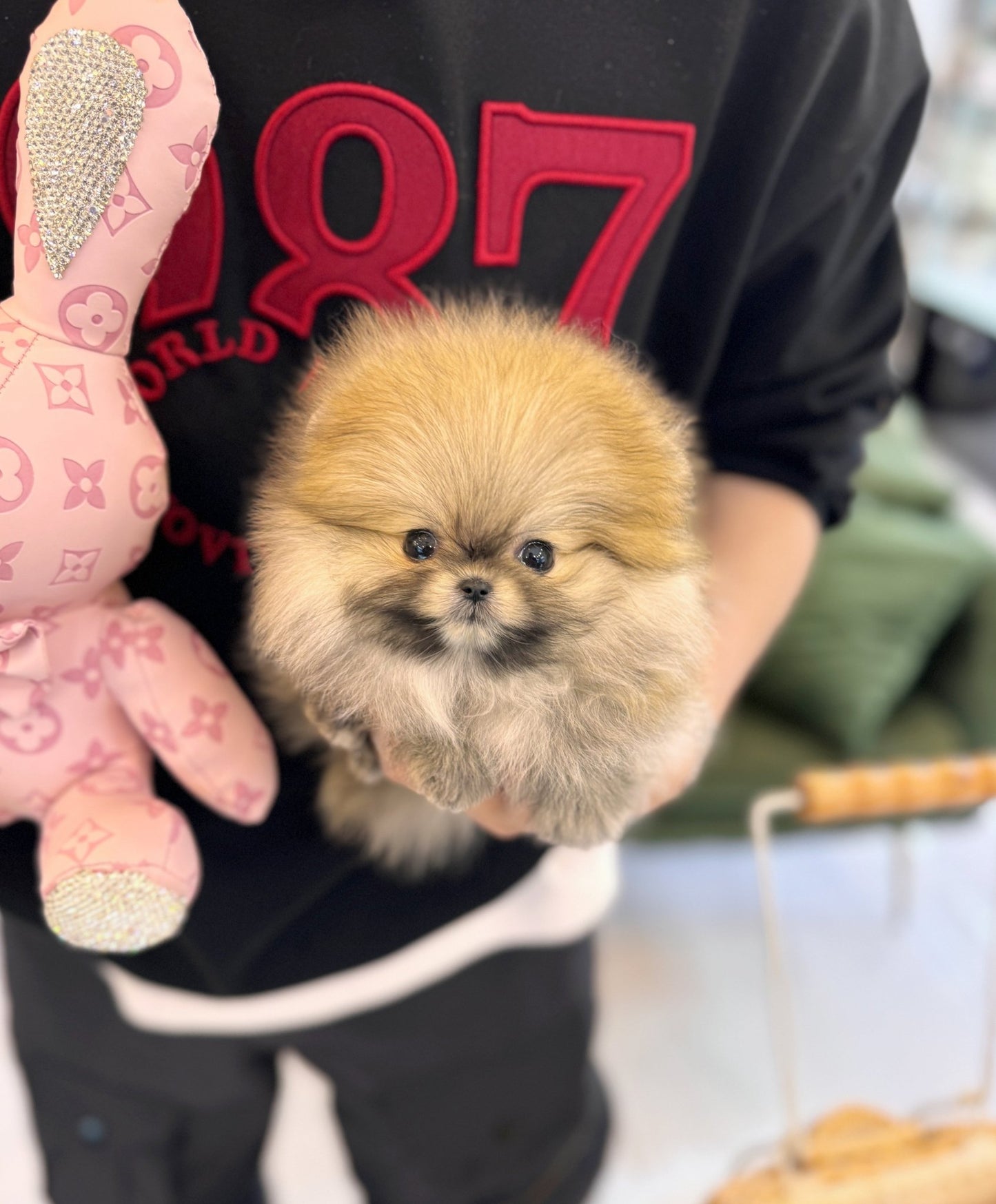 Pomeranian - Zara(Male) - Beautiful puppy teacup puppy with adorable features available for adoption from Velydog