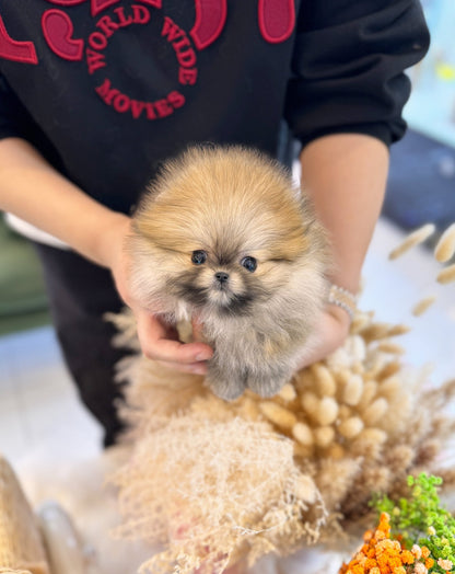 Pomeranian - Zara(Male) - Beautiful puppy teacup puppy with adorable features available for adoption from Velydog