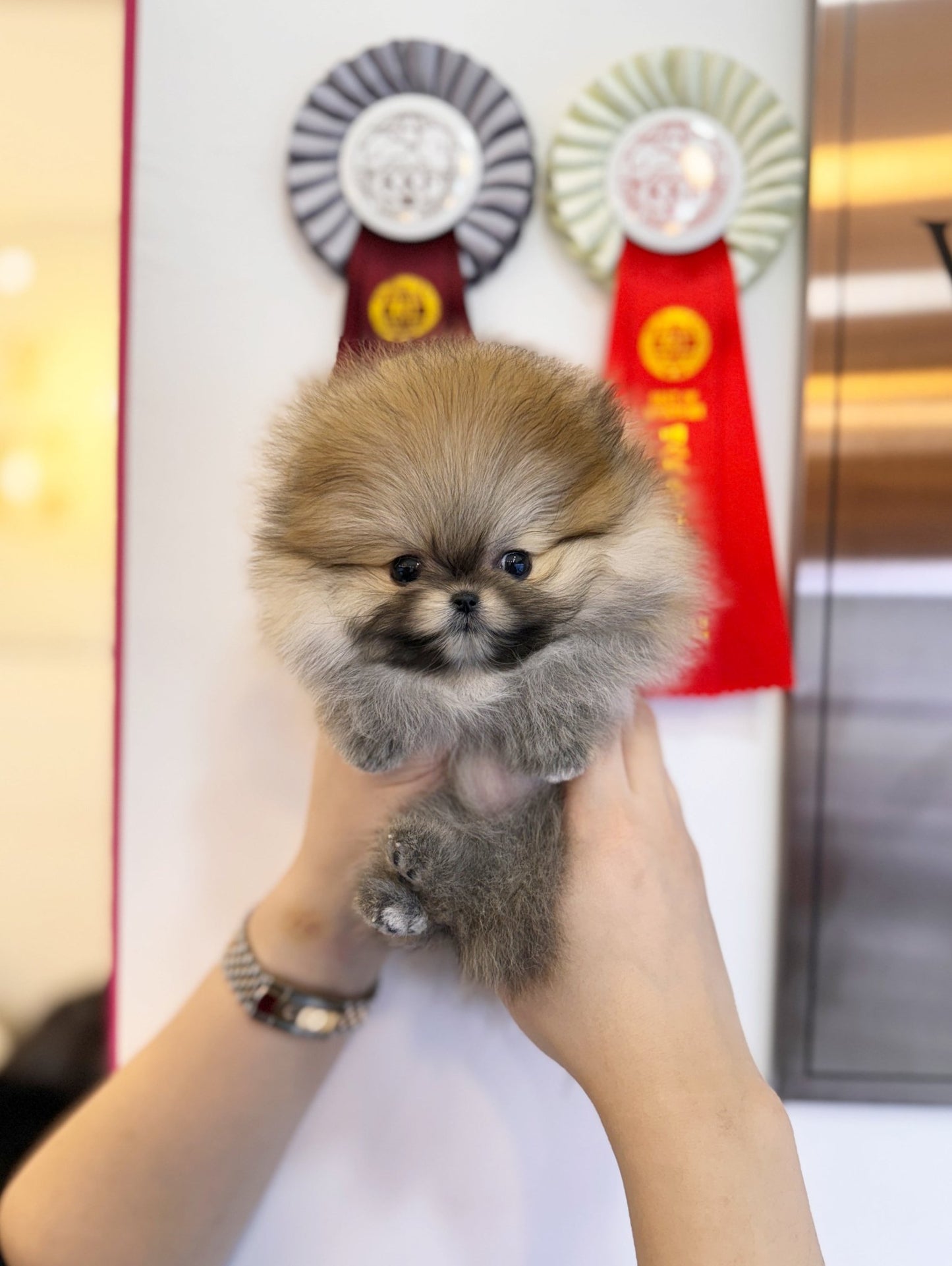 Pomeranian - Zara(Male) - Beautiful puppy teacup puppy with adorable features available for adoption from Velydog