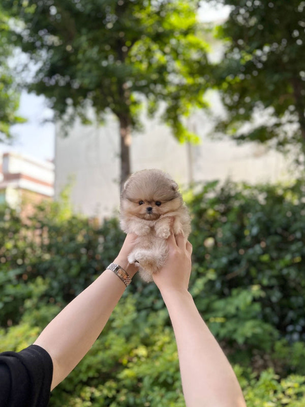Pomeranian - Zelda(Male) - Beautiful puppy teacup puppy with adorable features available for adoption from Velydog