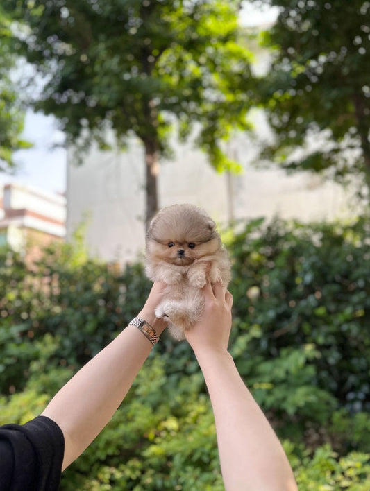 Pomeranian - Zelda(Male) - Beautiful puppy teacup puppy with adorable features available for adoption from Velydog