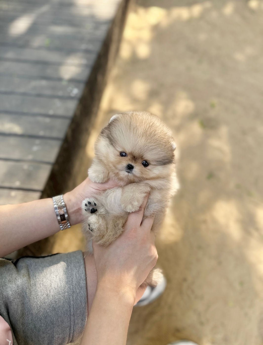 Pomeranian - Zelda(Male) - Beautiful puppy teacup puppy with adorable features available for adoption from Velydog