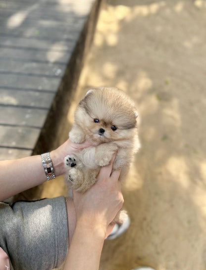 Pomeranian - Zelda(Male) - Beautiful puppy teacup puppy with adorable features available for adoption from Velydog