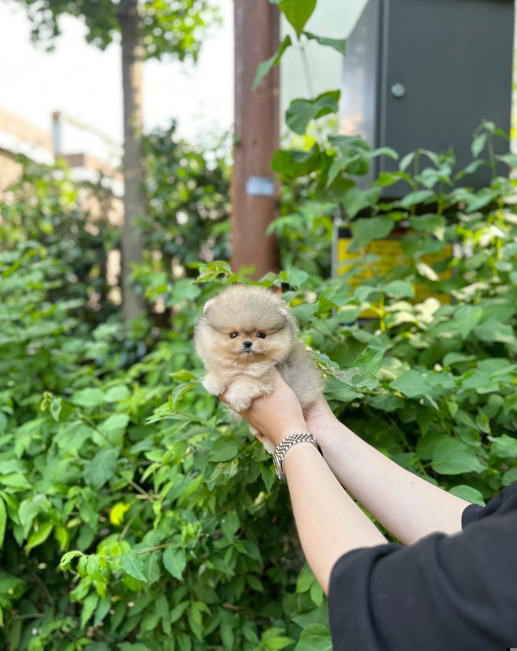 Pomeranian - Zelda(Male) - Beautiful puppy teacup puppy with adorable features available for adoption from Velydog