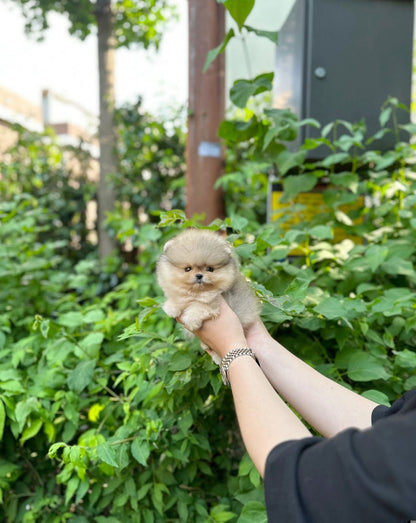 Pomeranian - Zelda(Male) - Beautiful puppy teacup puppy with adorable features available for adoption from Velydog