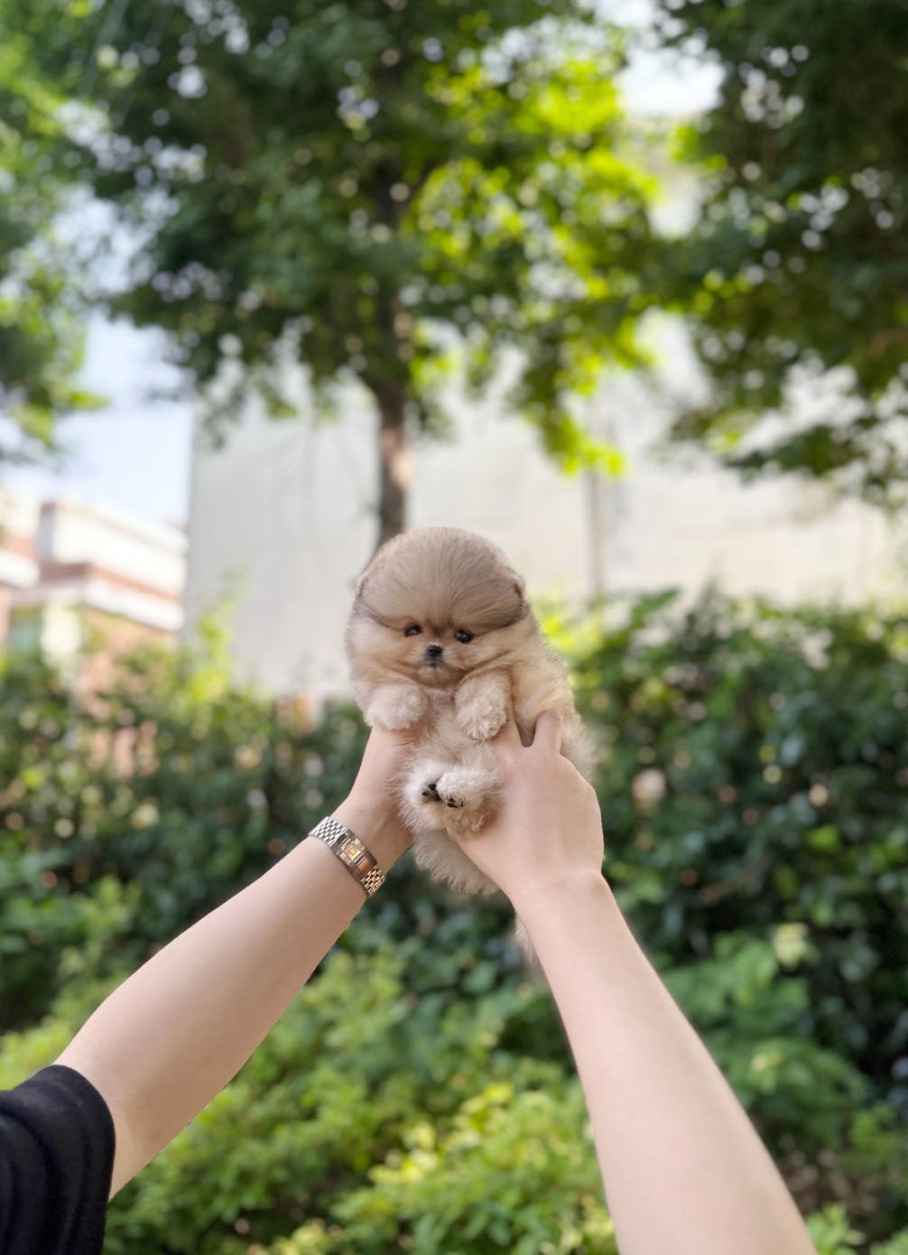 Pomeranian - Zelda(Male) - Beautiful puppy teacup puppy with adorable features available for adoption from Velydog