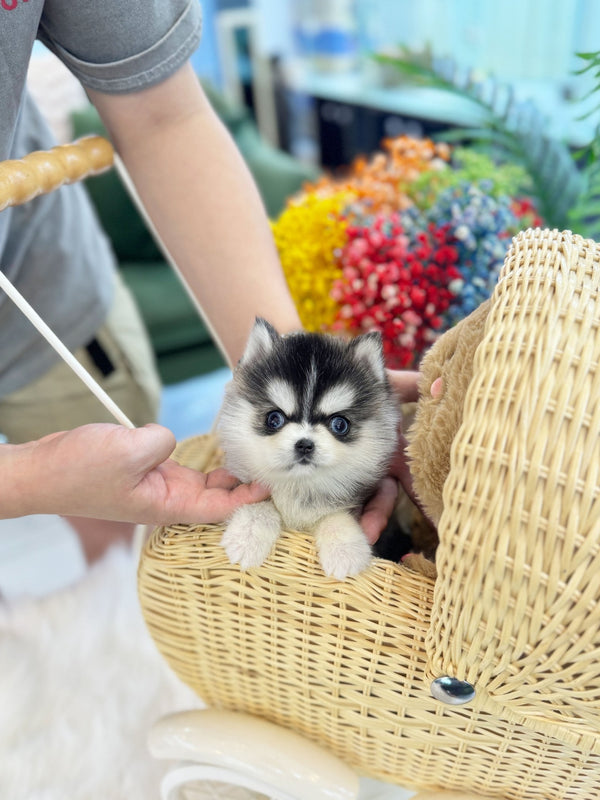 Pomsky - Aji(Male) - Beautiful puppy teacup puppy with adorable features available for adoption from Velydog
