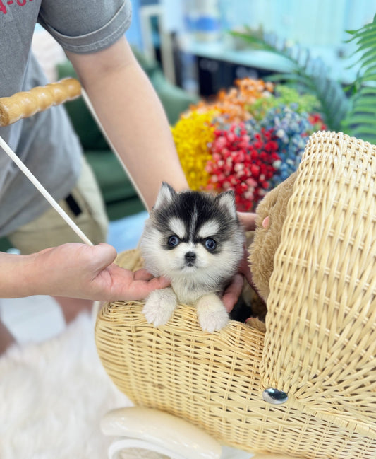 Pomsky - Aji(Male) - Beautiful puppy teacup puppy with adorable features available for adoption from Velydog