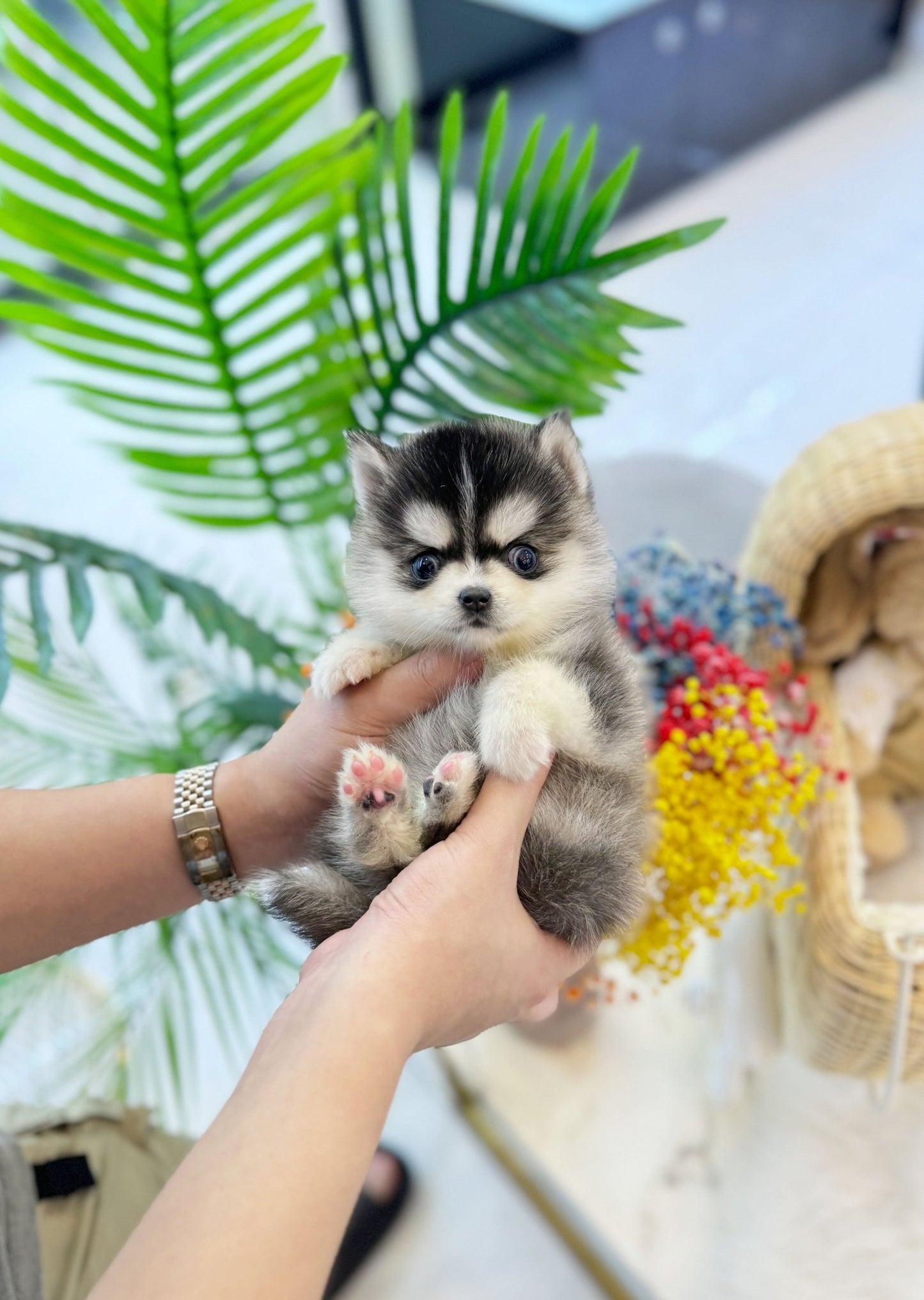 Pomsky - Aji(Male) - Beautiful puppy teacup puppy with adorable features available for adoption from Velydog