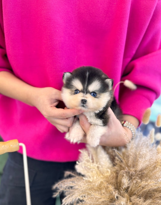 Pomsky - Amber(Female) - Beautiful puppy teacup puppy with adorable features available for adoption from Velydog