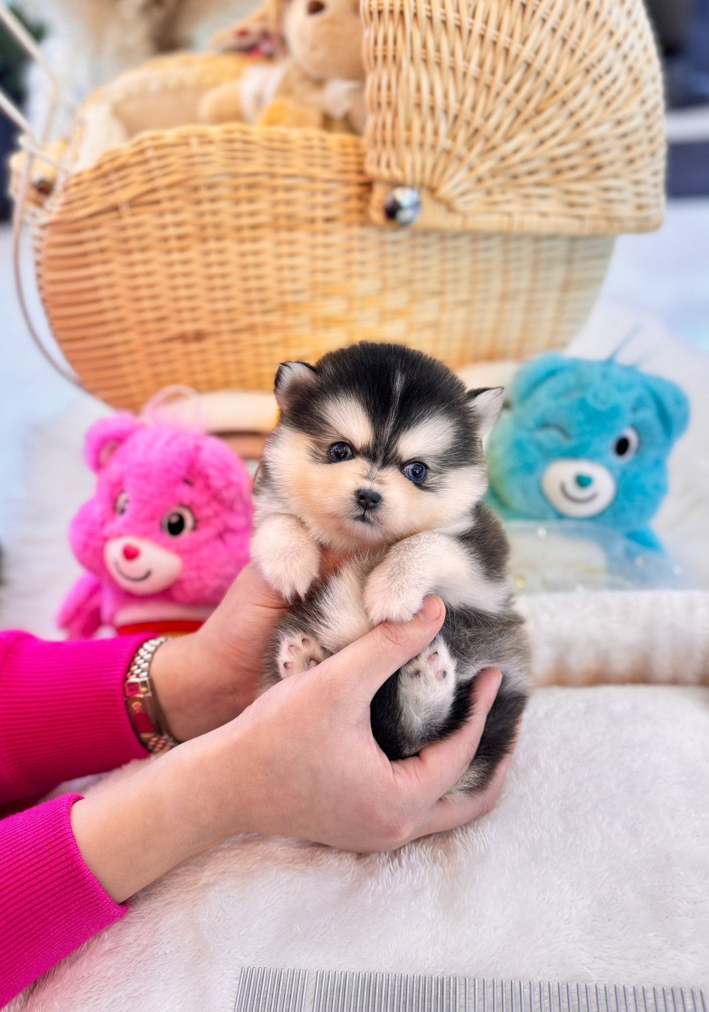 Pomsky - Amber(Female) - Beautiful puppy teacup puppy with adorable features available for adoption from Velydog