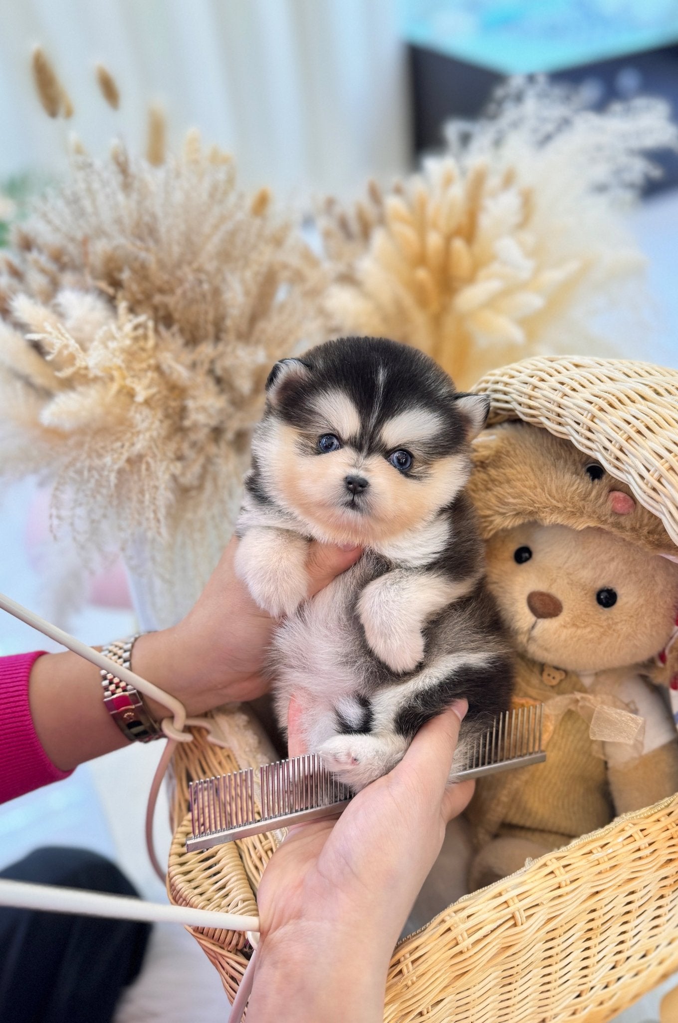 Pomsky - Amber(Female) - Beautiful puppy teacup puppy with adorable features available for adoption from Velydog