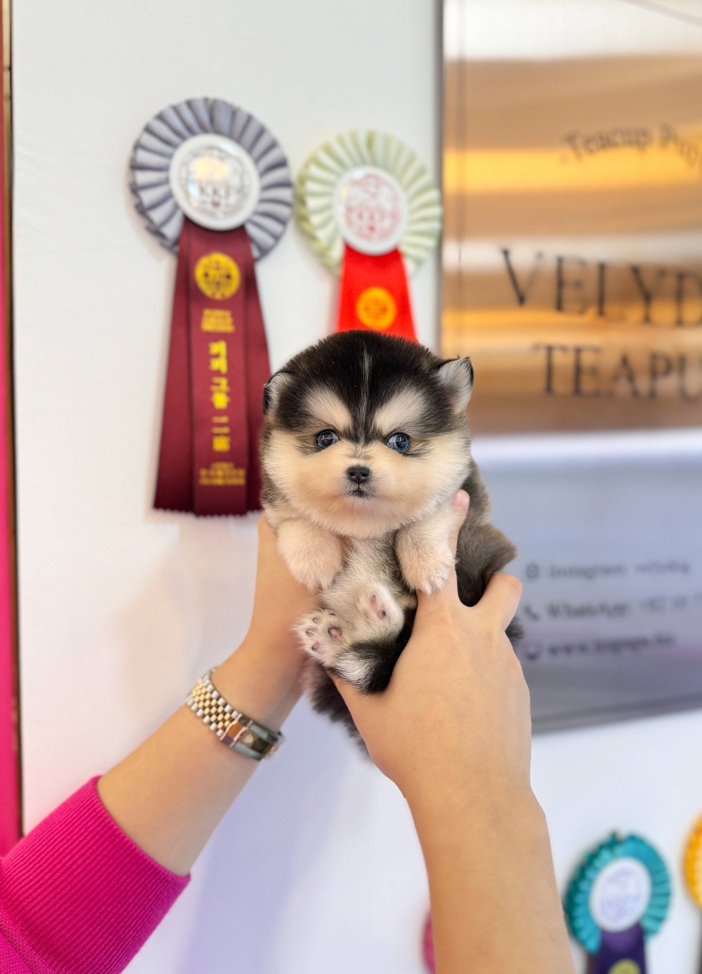 Pomsky - Amber(Female) - Beautiful puppy teacup puppy with adorable features available for adoption from Velydog