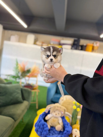 Pomsky - Amu(Male) - Beautiful puppy teacup puppy with adorable features available for adoption from Velydog