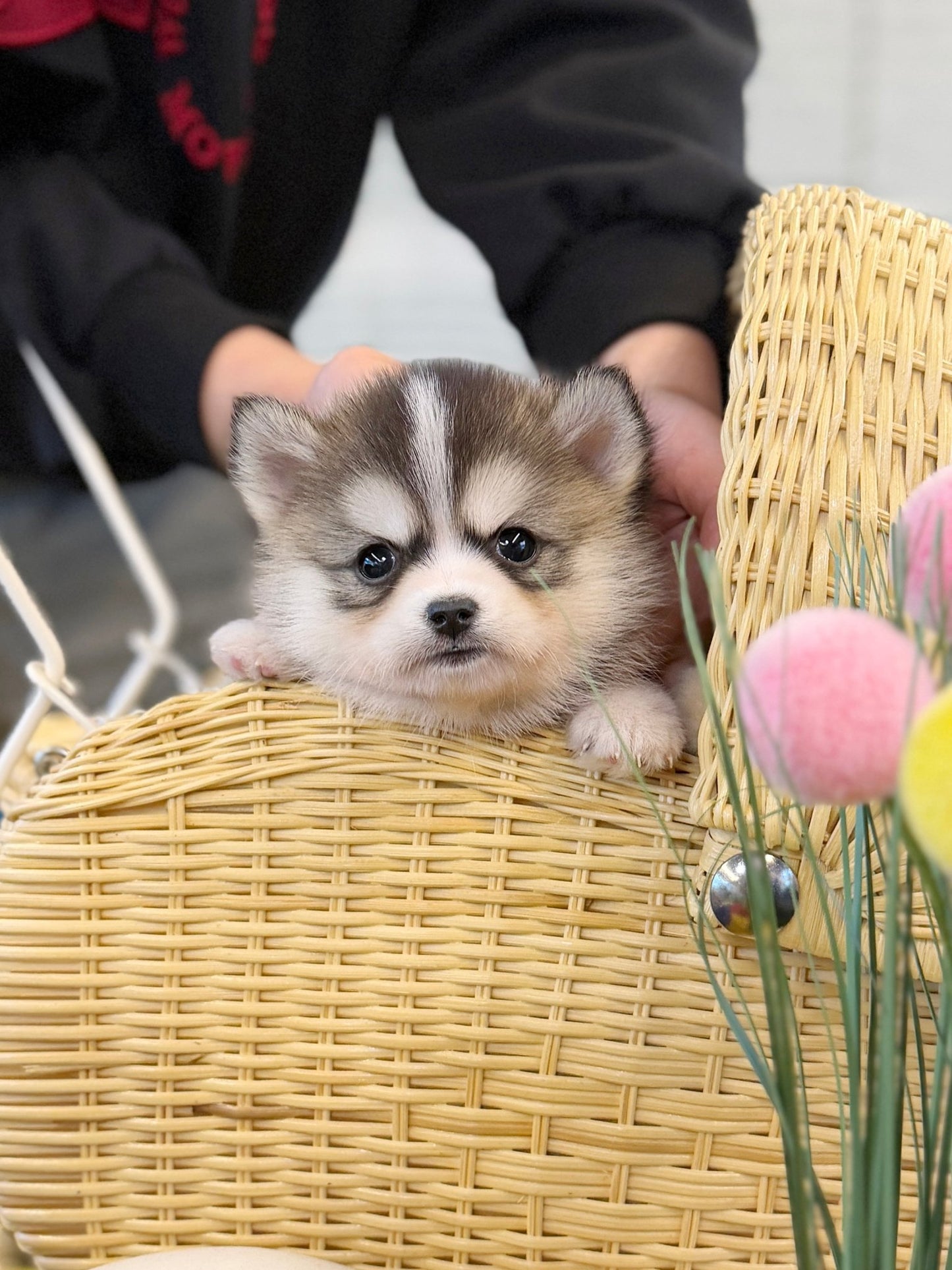 Pomsky - Amu(Male) - Beautiful puppy teacup puppy with adorable features available for adoption from Velydog