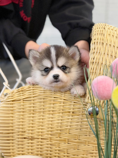 Pomsky - Amu(Male) - Beautiful puppy teacup puppy with adorable features available for adoption from Velydog